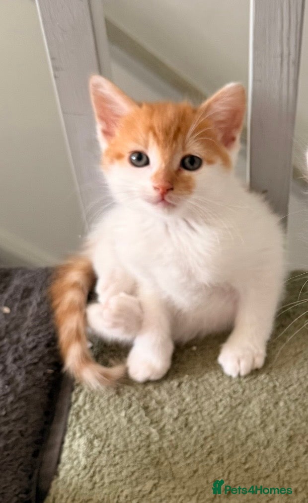 Mixed Breed cats 3 gorgeous playful little ones  - Advert 17