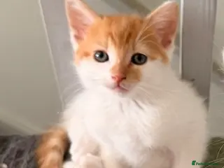 Mixed Breed cats 3 gorgeous playful little ones - Advert 17