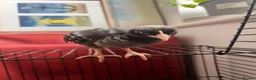 Chickens poultry for sale: Marsbar/Olive Egger Hatching Eggs in Middlewich - Advert 13