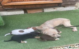 Mixed Breed dogs for sale: Jack Russell  - Image 5