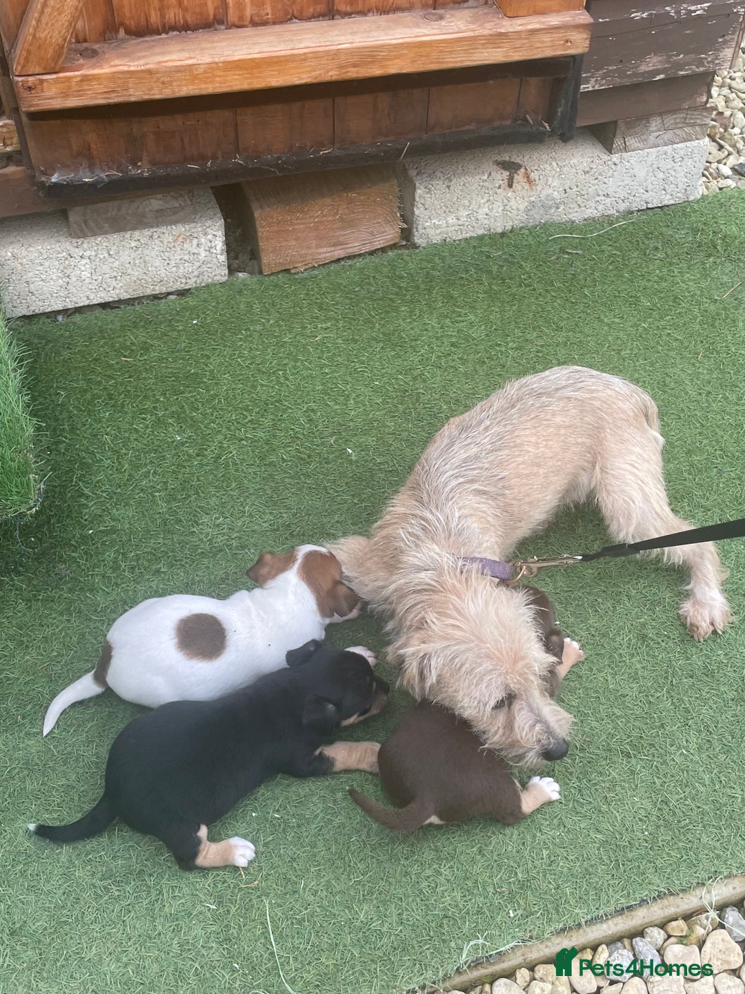Mixed Breed dogs for sale: Jack Russell  - Image 5