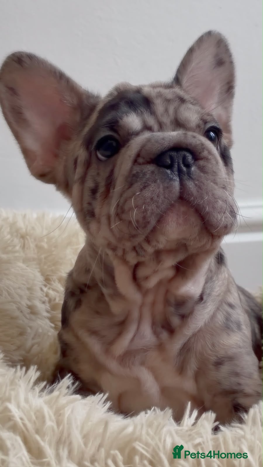 French Bulldog dogs for sale: 🤎 Chocolate brown Merle Frenchie Puppy 🤎 - Advert 1