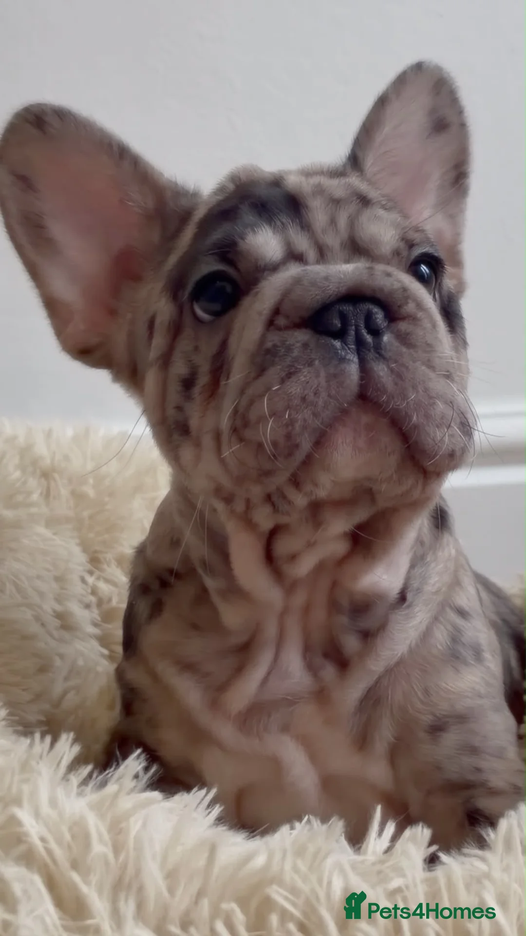 French Bulldog dogs for sale: 🤎 Chocolate brown Merle Frenchie Puppy 🤎 - Advert 1