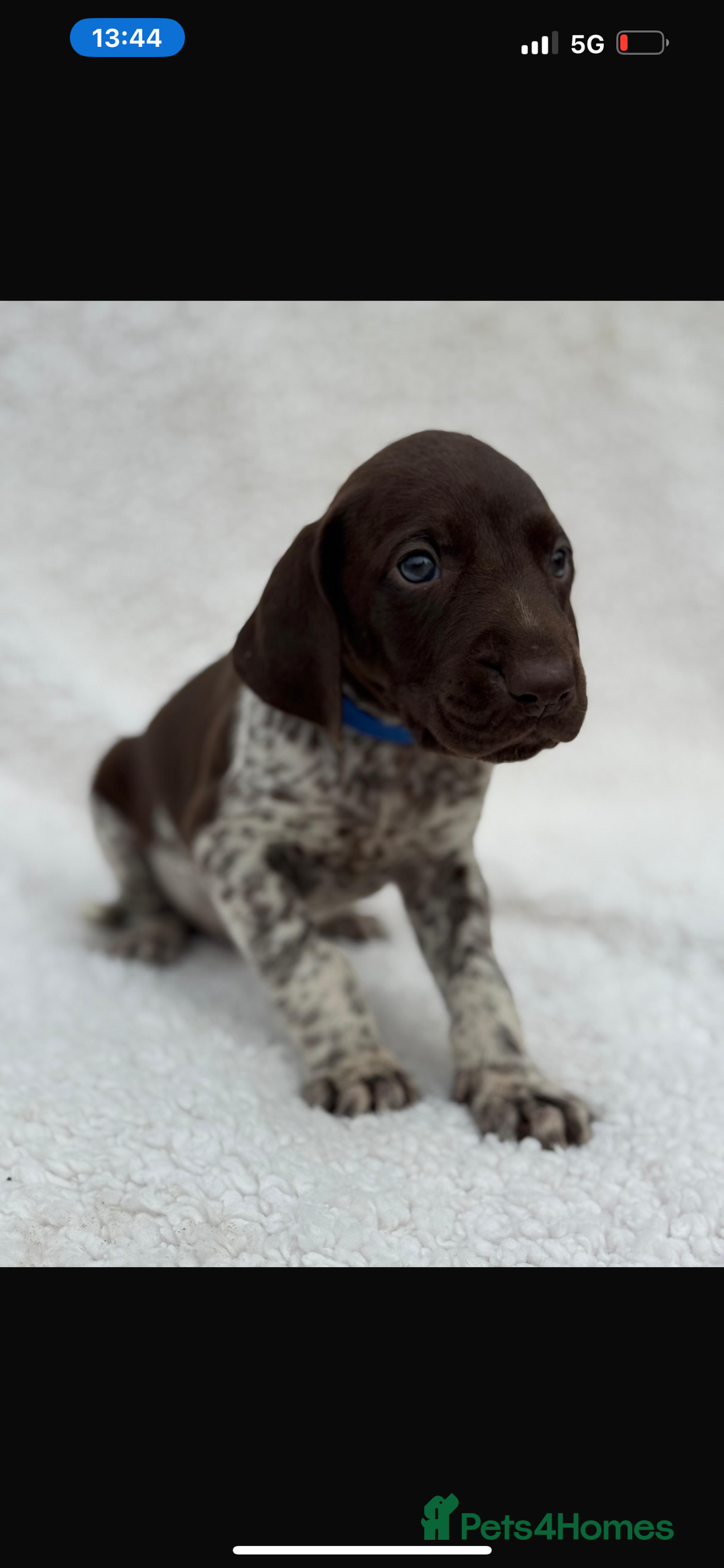 German Shorthaired Pointer dogs for sale: KC registered German Shorthair Pointer Puppy - Advert 11