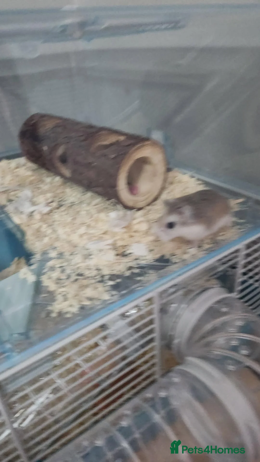 Hamster rodents for sale: Russian Deaf Hamster  in North Shields - Advert 2