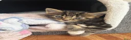 Mixed Breed cats for sale: 2 boy kittens for sale - Advert 5