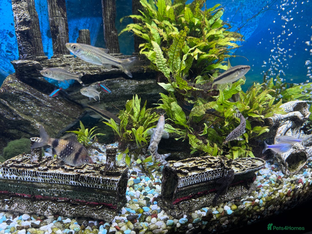 Sharks fish for sale: Tropical Fish free for adoption - Advert 4