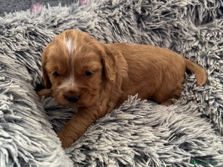 Cocker Spaniel dogs Show Type Cocker Spaniel Puppies – Girls Only - Advert 3