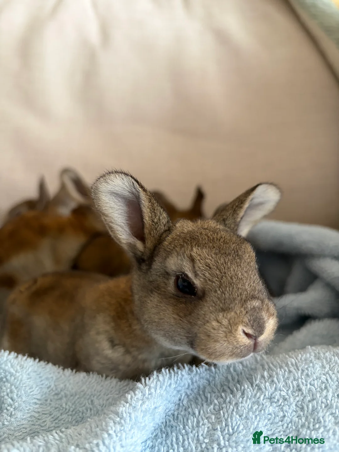 Rex rabbits for sale: Purebred Castor Rex - Advert 1