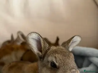 Rex rabbits Purebred Castor Rex - Advert 1