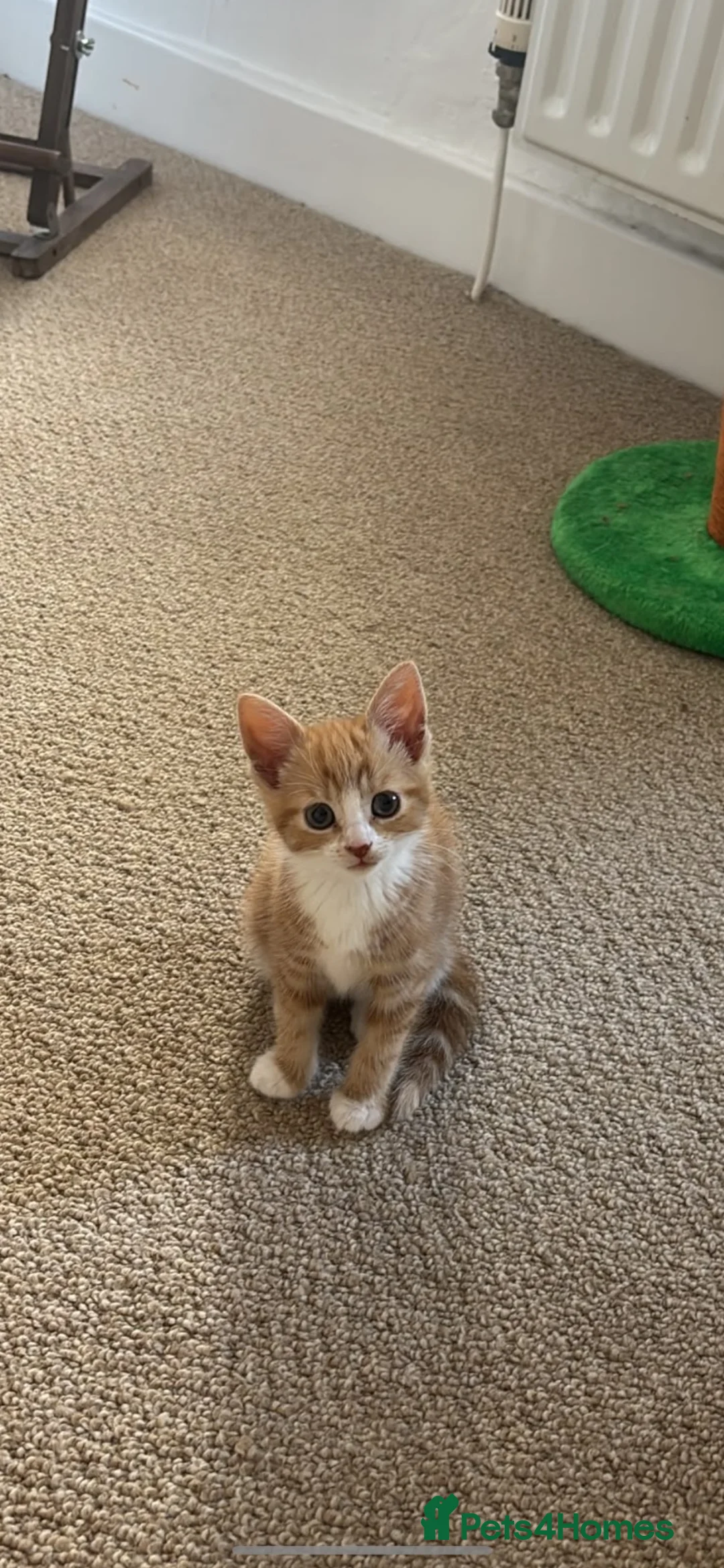 Mixed Breed cats for sale: Timmy & Odette - Advert 5