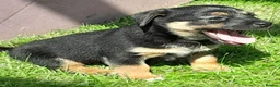 Jack Russell dogs for sale: Jack Russell pups looking for their forever homes - Advert 11