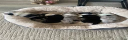 Border Collie dogs for sale: Handsome chunky Border Collie pups in Havant - Advert 4