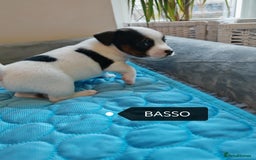 Jack Russell dogs for sale: Jack Russell puppies,Parents reg.Kennel club, - Image 10