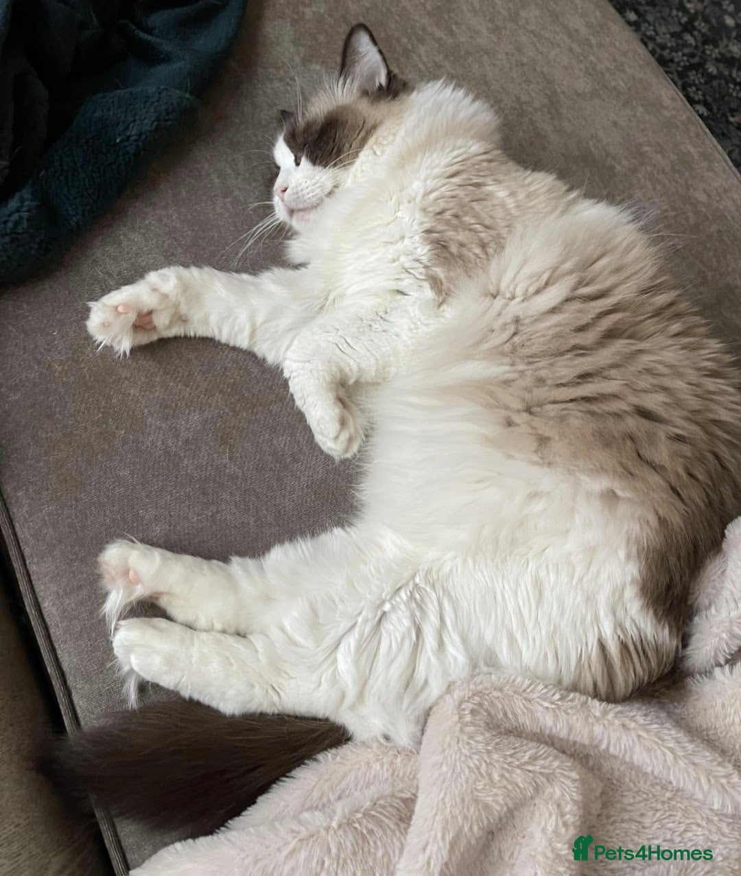 Ragdoll cats for sale: Beautiful Bengal/Ragdoll Male Kitten - Image 22