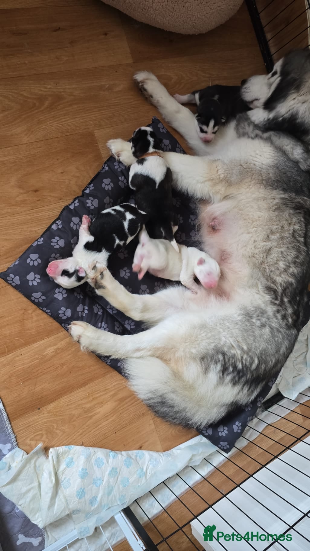 Siberian Husky dogs Siberian Huskey Pups (1xM and 3xF) - Advert 3