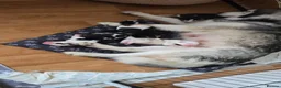 Siberian Husky dogs for sale: Siberian Huskey Pups (1xM and 3xF) in Bathgate - Advert 1