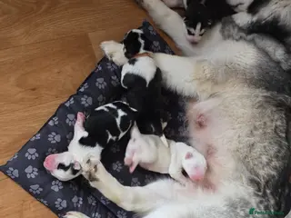 Siberian Husky dogs SIBERIAN HUSKY PUPS (1xM and 3xF)GO AFTER 6/8/2026 - Advert 17