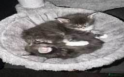 Maine Coon cats for sale: Blue And Blue And White Tabby’s - Image 1