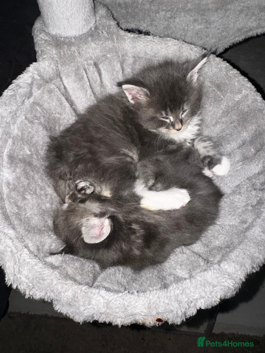 Maine Coon cats for sale: Blue And Blue And White Tabby’s - Image 1