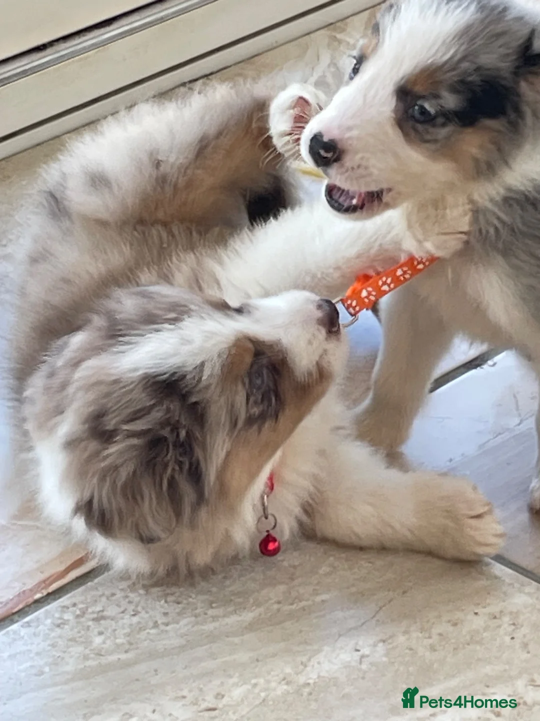 Australian Shepherd dogs for sale: Boys and girls available  - Advert 13