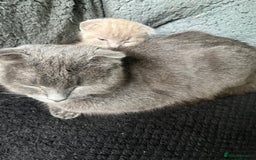 Scottish Fold cats for sale: Scottish fold kittens for sale  - Image 14