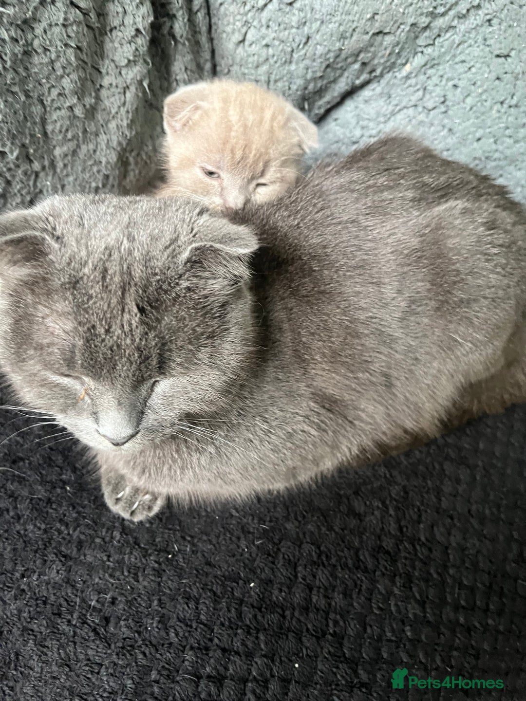 Scottish Fold cats for sale: Scottish fold kittens for sale  - Image 14