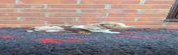 Miniature Dachshund dogs for sale: KC REGISTERED BEAUTIFUL MINIATURE LONGHAIRS - Advert 19