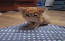 Mixed Breed cats for sale: 2 Beautiful Male Ginger Fluffy Kittens - Image 8