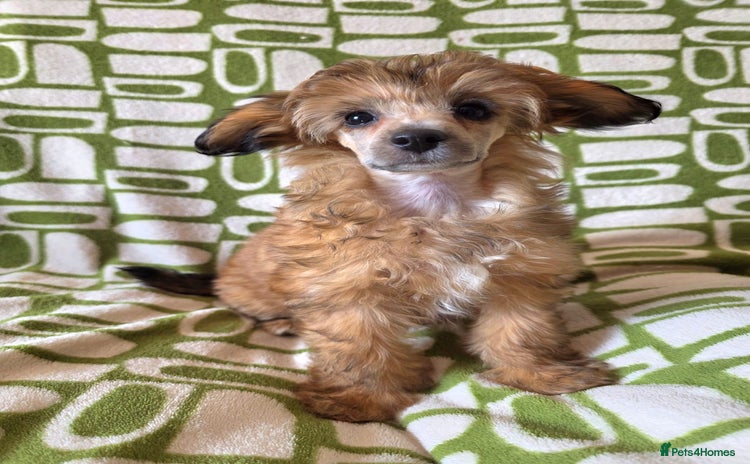 Mixed Breed dogs - Advert 11