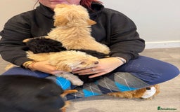 Labrador Retriever dogs for sale: Ready now labradoodles  - Image 14