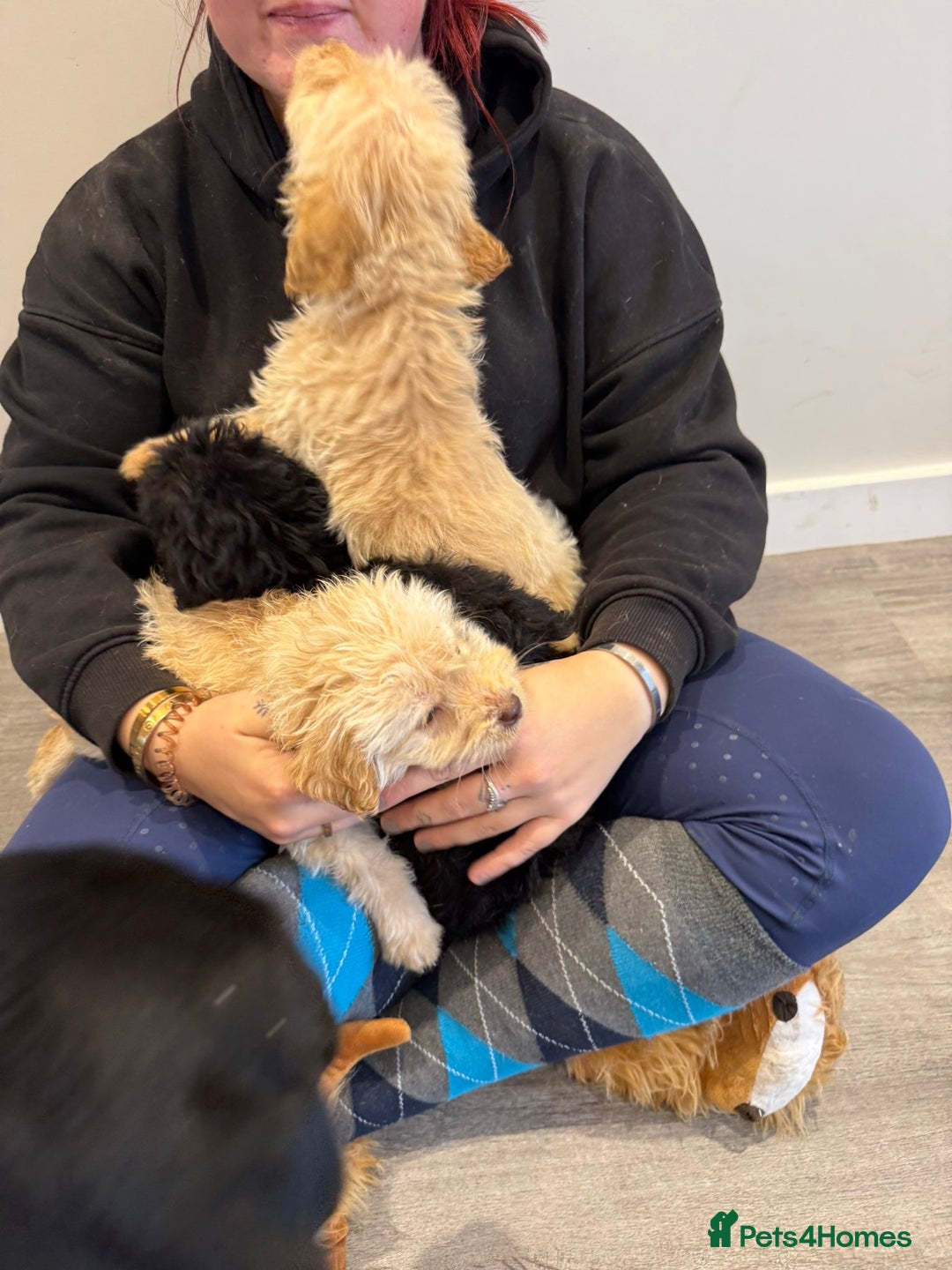 Labrador Retriever dogs for sale: Ready now labradoodles  - Image 14