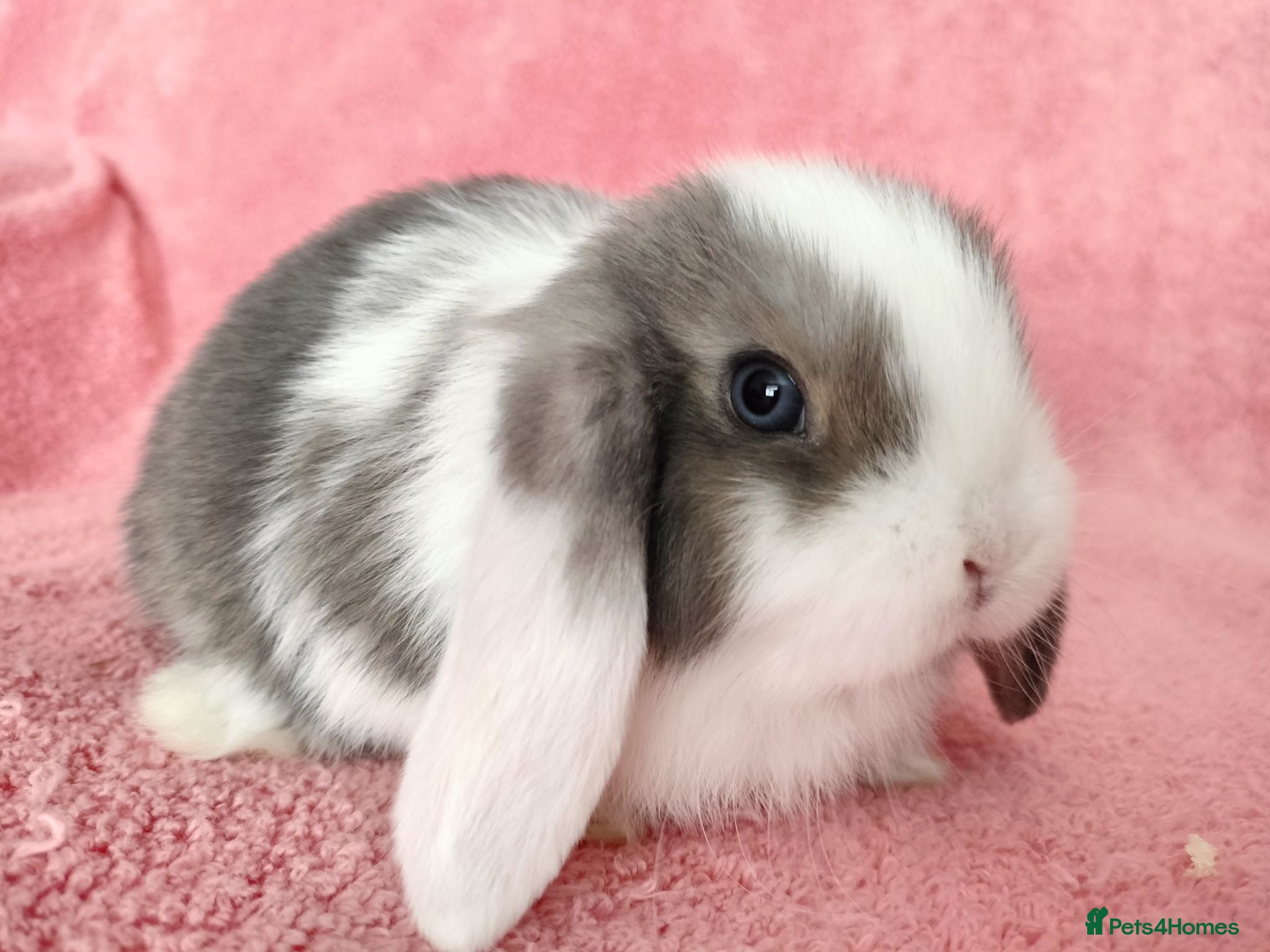 Mini Lop rabbits Baby mini lops for sale  - Advert 14