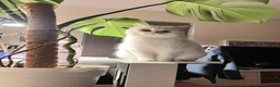 British Shorthair cats for sale: Bonded pair of indoor cats seeking forever home❤️ in Sheffield - Advert 7