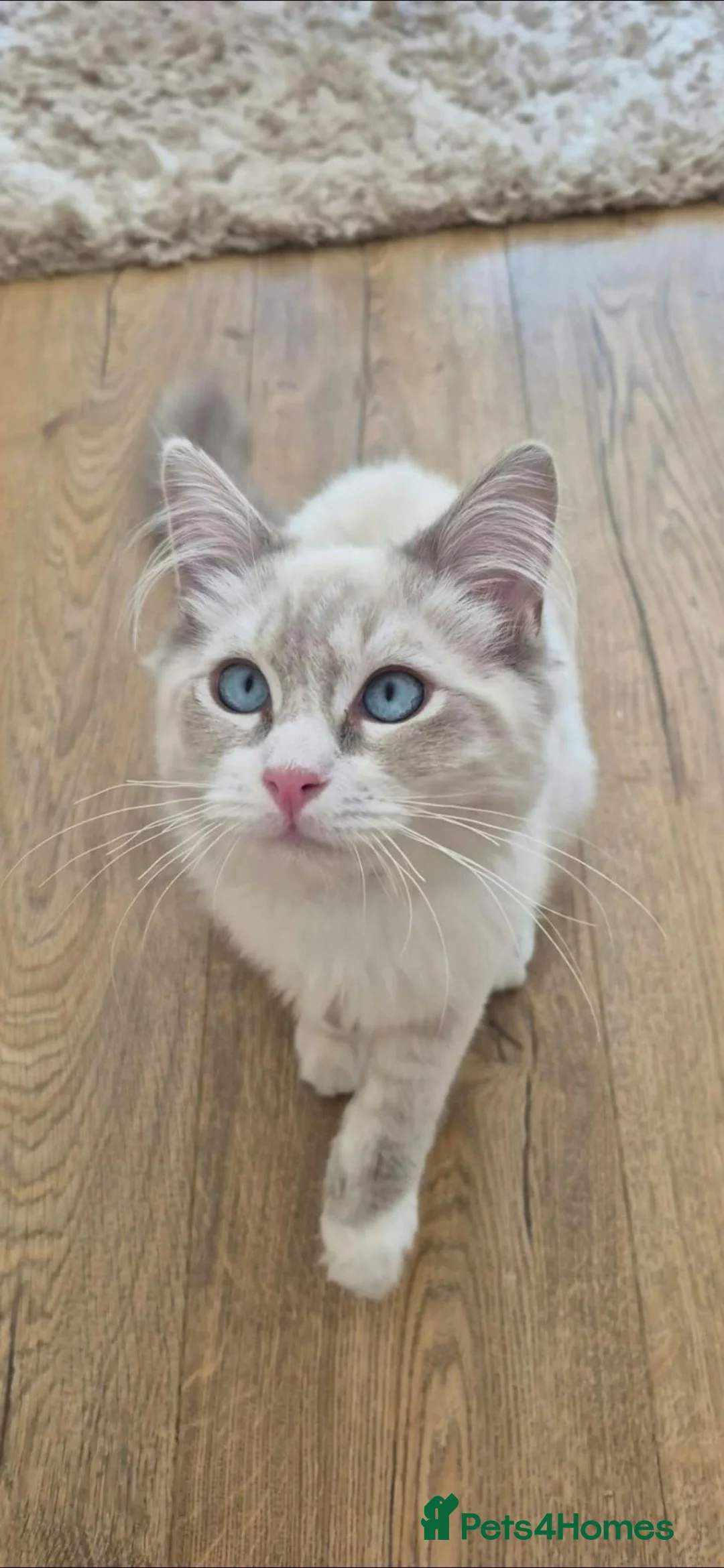 Ragdoll cats for sale: Beautiful 7‑Month‑Old Male Kitten - Advert 2