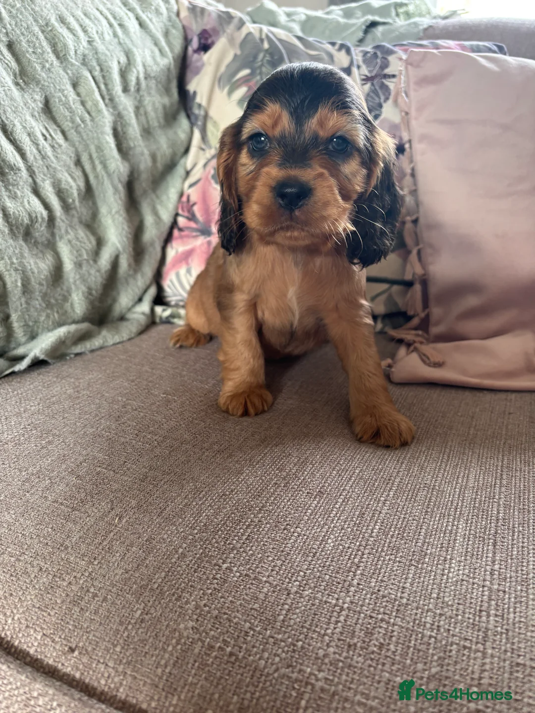 Cocker Spaniel dogs for stud: Proven male cocker spaniel  - Advert 6