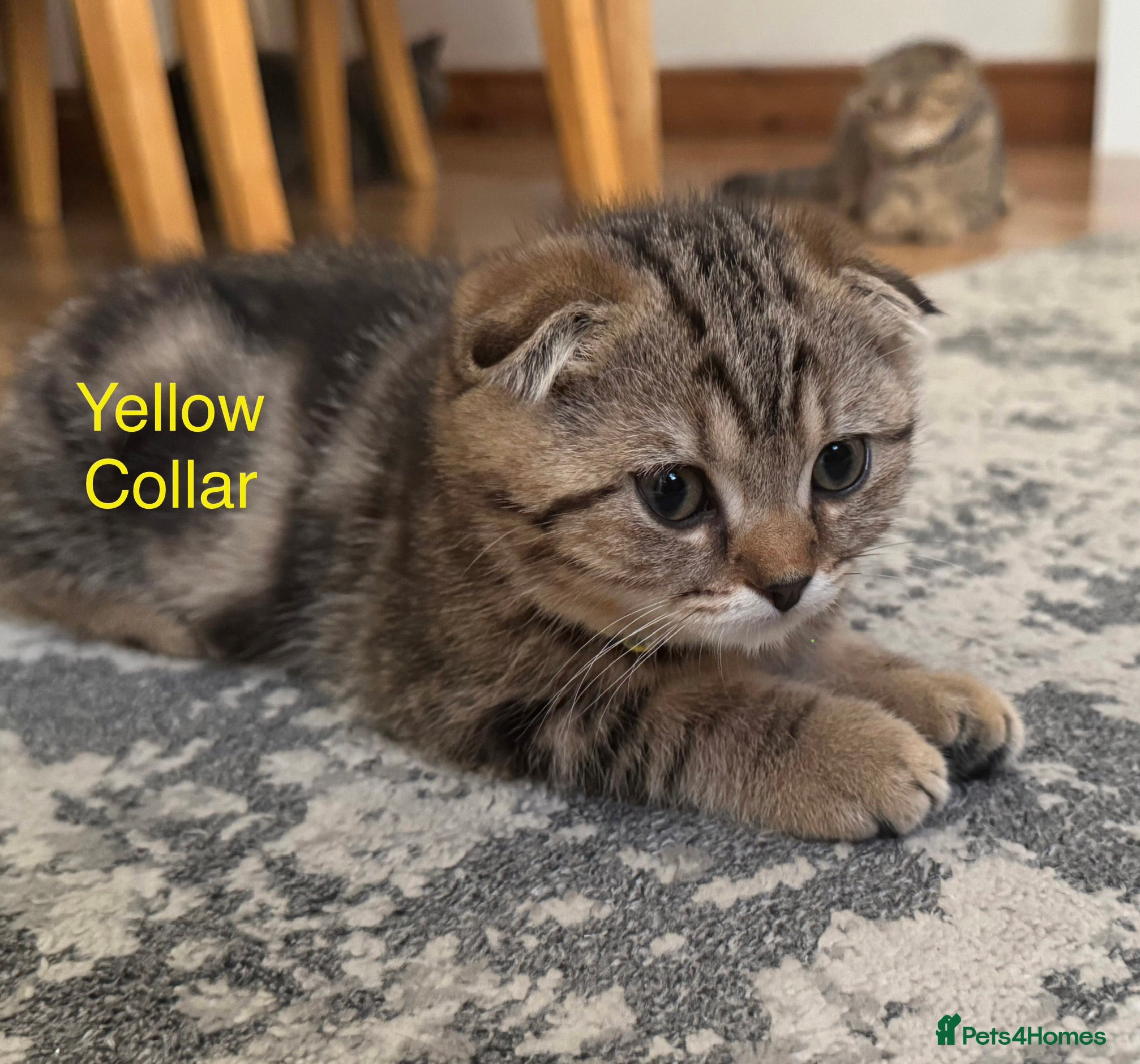 British Shorthair cats British Shorthair X Scottish Fold - Advert 2