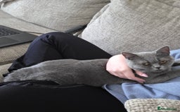 British Shorthair cats for sale: Rosie - Image 3