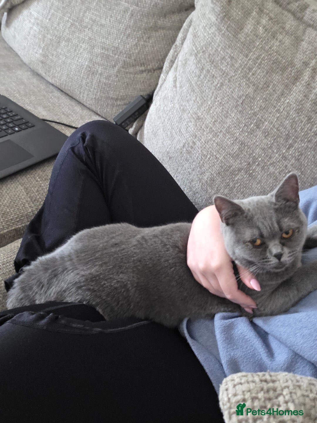 British Shorthair cats for sale: Rosie - Image 3