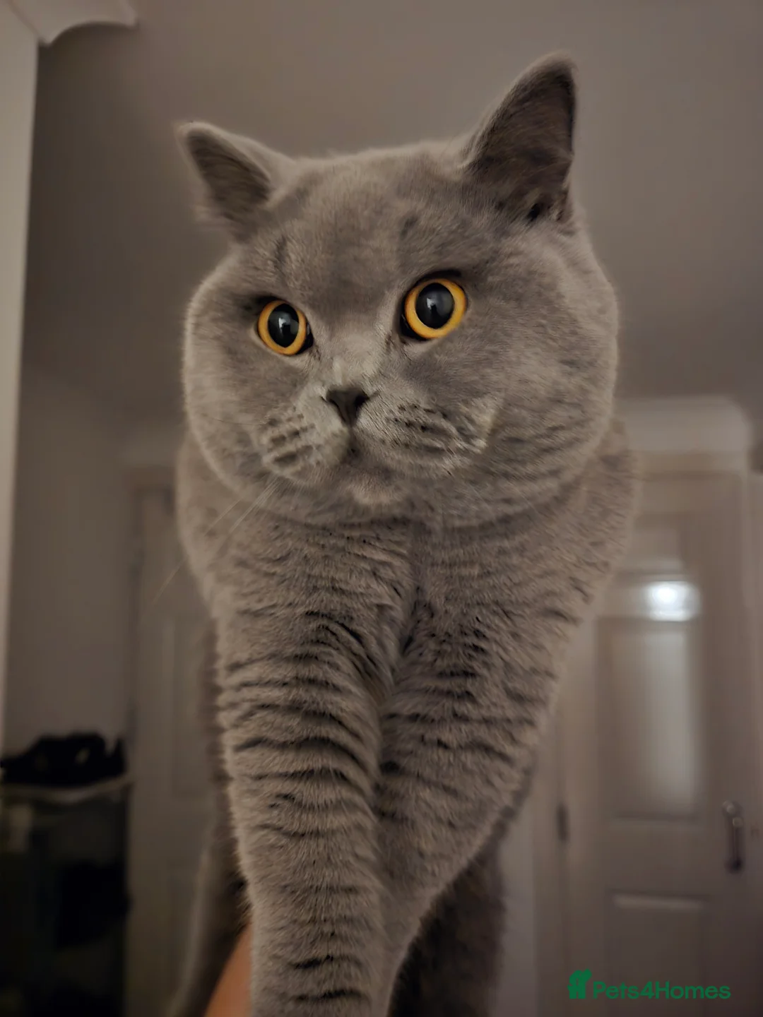British Shorthair cats for stud: Mr Coco - Advert 4
