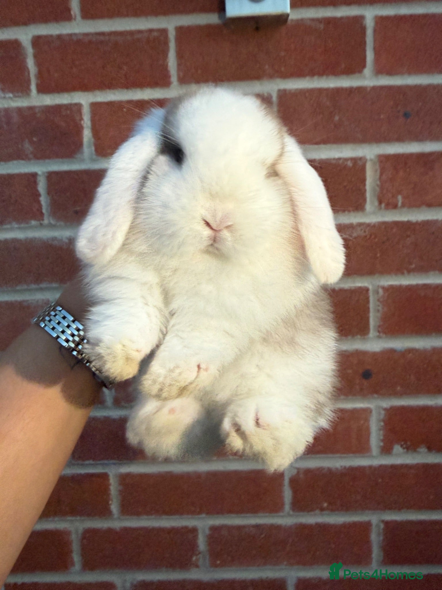 Mini Lop rabbits 1 female mini lop & 1 male Cashmere Mini Lop  - Advert 1