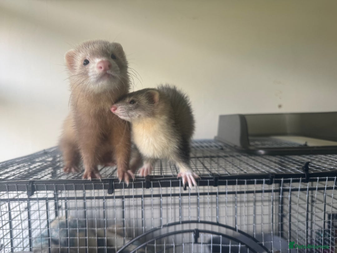 Ferret rodents for sale: Different ferret kits available  - Image 17