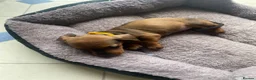Miniature Dachshund dogs for sale: Miniature dachshund 3 boys 5 girls - Advert 37