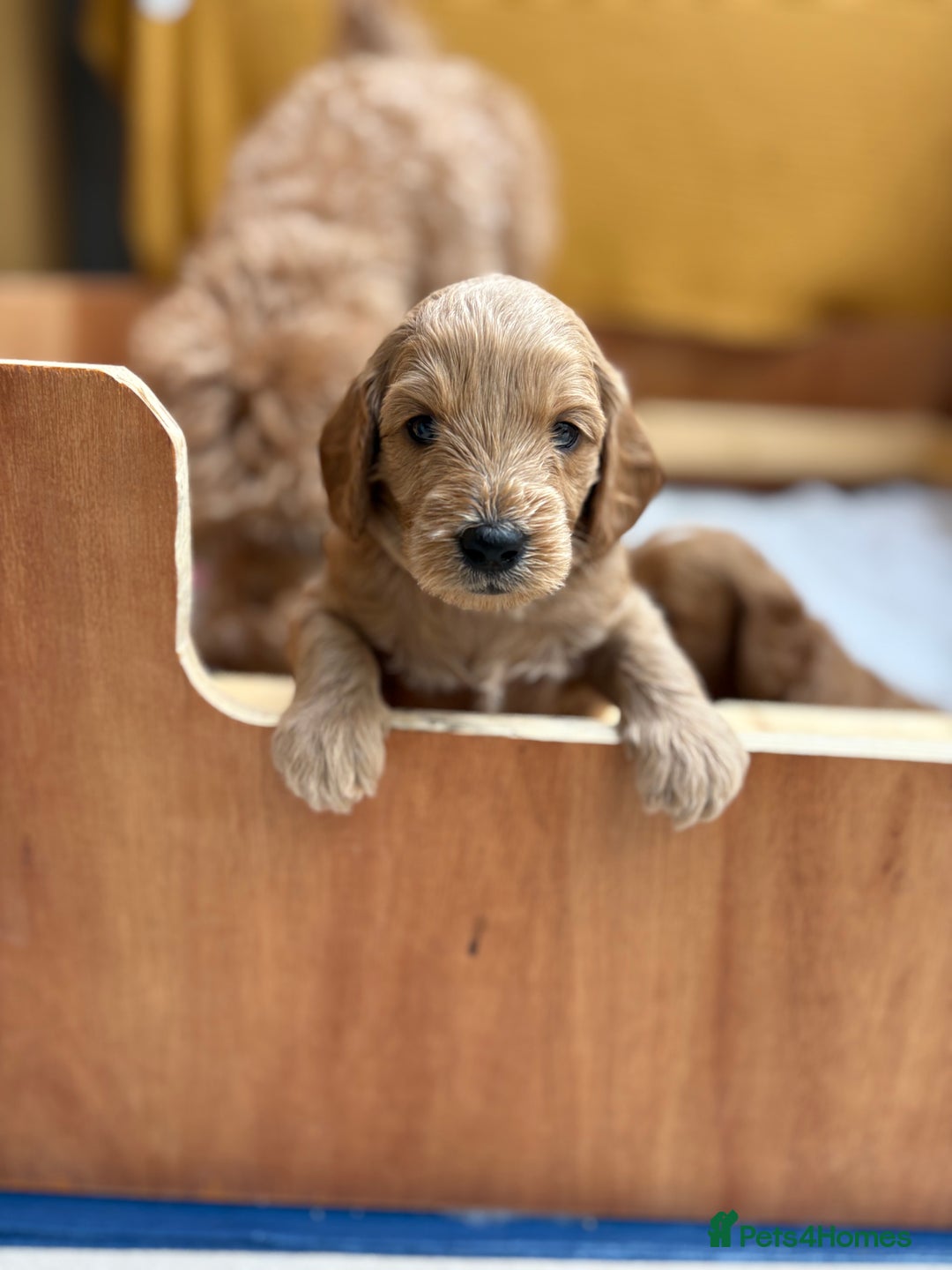 Goldendoodle dogs for sale: Stunning F2B Goldendoodles - Image 15