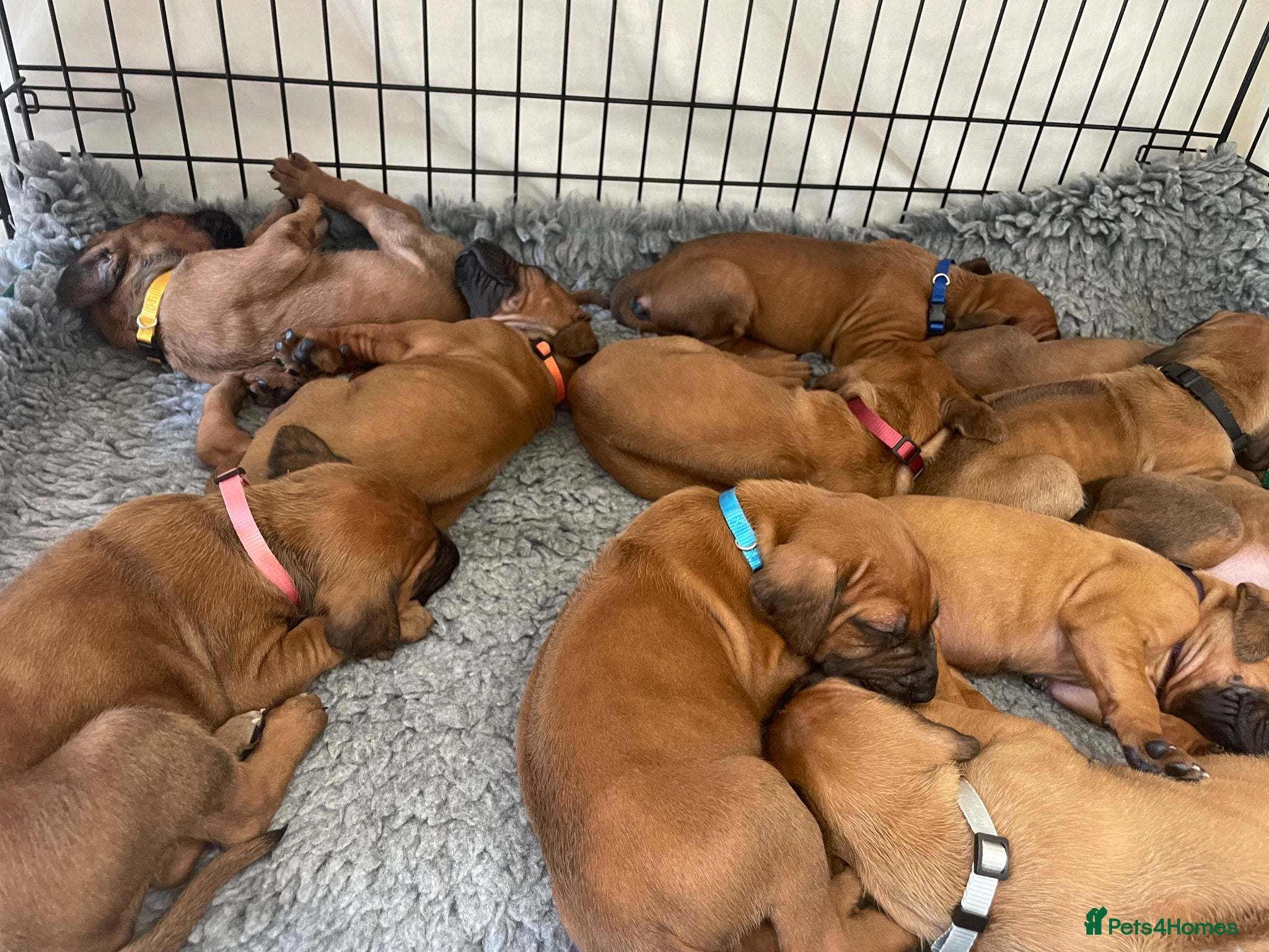 Rhodesian Ridgeback dogs KC reg/Family pet/Now accepting viewings  - Advert 12