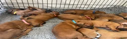 Rhodesian Ridgeback dogs for sale: KC reg/Family pet/Now accepting viewings  - Advert 1