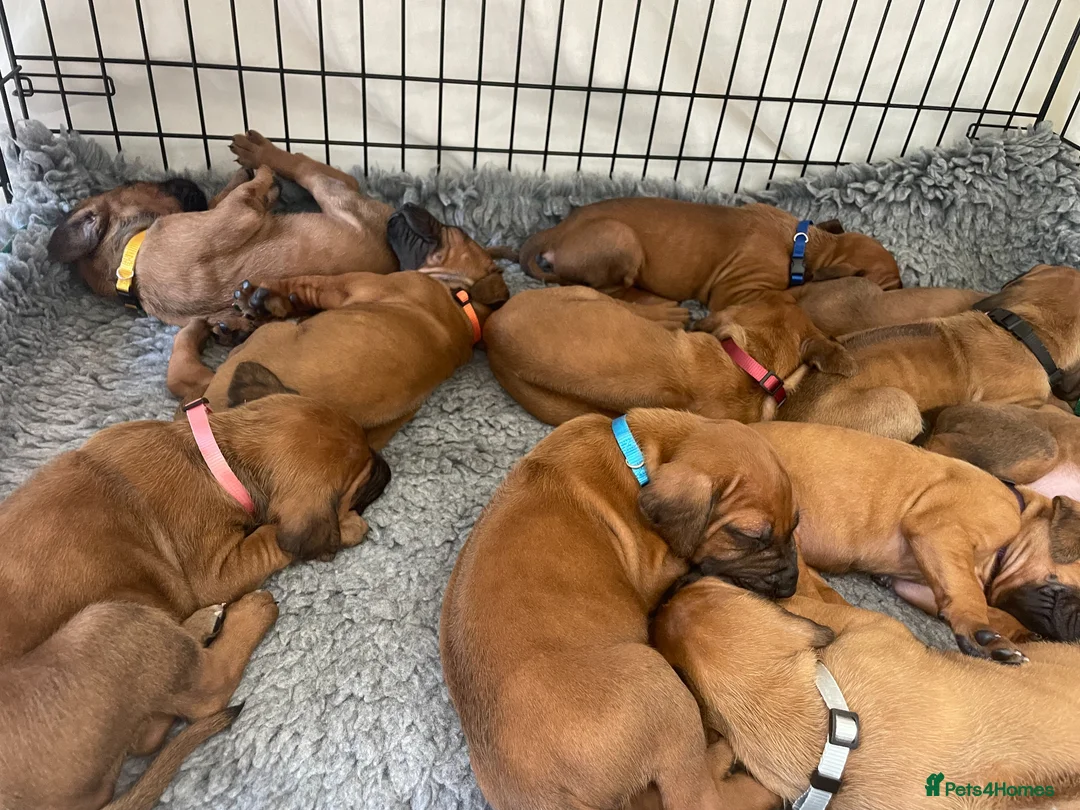 Rhodesian Ridgeback dogs for sale: KC reg/Family pet/Now accepting viewings  - Advert 1