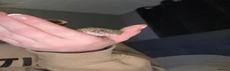 Leopard Gecko reptiles for sale: Leopard gecko -Larry  - Advert 7