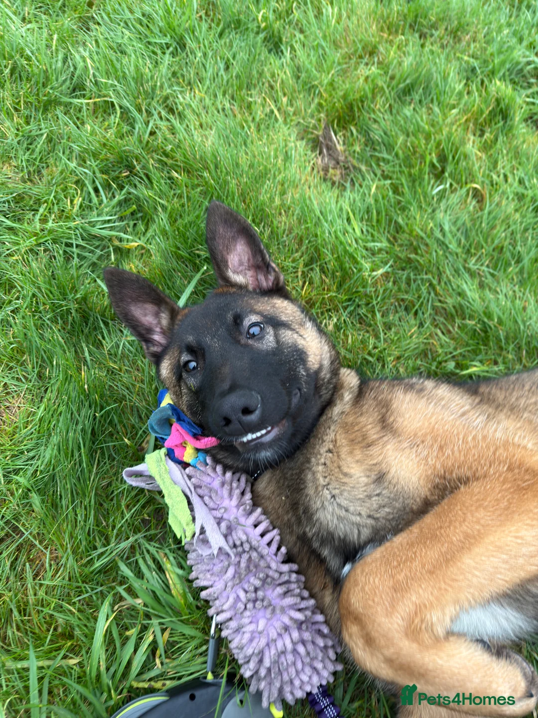 Belgian Shepherd Dog dogs for sale: Belgium Malinois Puppy 6 Months Old - Advert 4