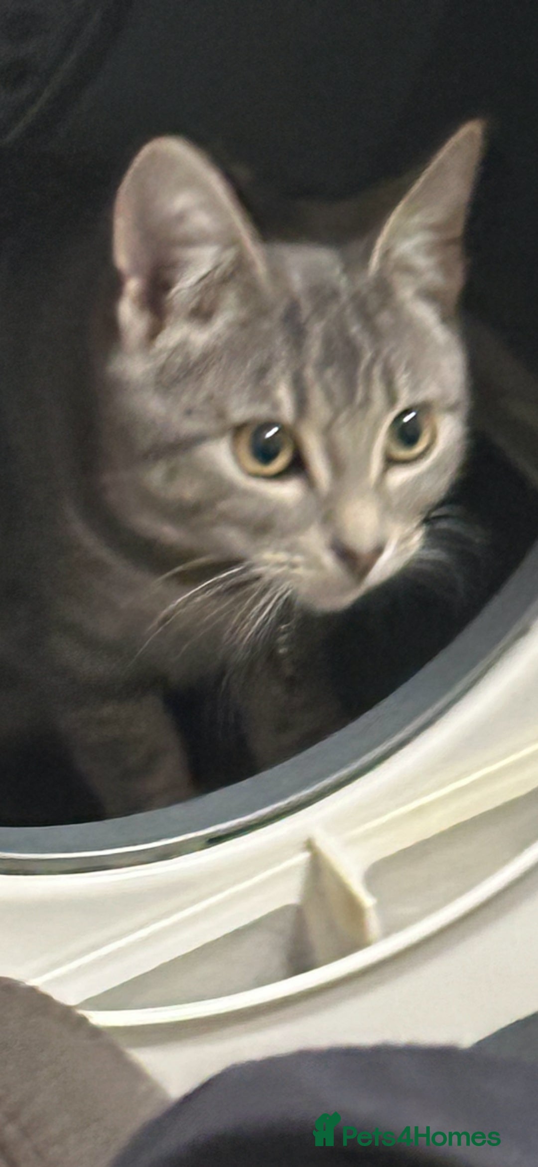 British Shorthair cats for sale: Male kittens  - Image 3